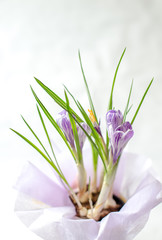 Bouquet from crocuses