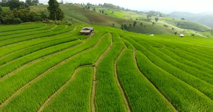 Asian rice field terrace on mountain side, lush agriculture land. Rice is the staple food of Asia and part of Pacific. Over 90 percent of the world�s rice is produced and consumed in the Asia-Pacific.