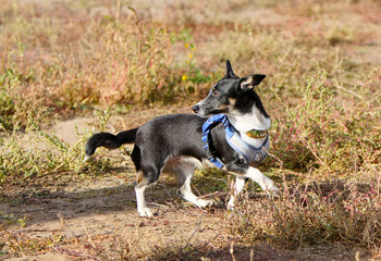 Naklejka na ściany i meble Black and white dog walks on dry grass. A cute puppy runs down the street in the autumn. Training of a pet on a glade in the park. Horizontal image.