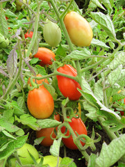 Ripe and green tomatoes on a bush. Harvest the tomato.