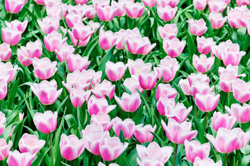 Tulips garden