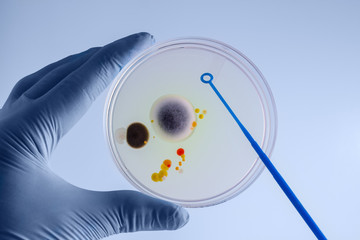 hands of the laboratory technician collecting a sample from a petri dish / Hands of technician...