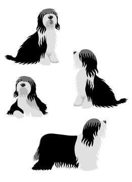 Vector illustration of Bearded Collie in different poses isolated on white background.