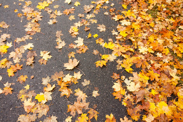 Red, yellow and orange autumn leaves fall on asphalt background.