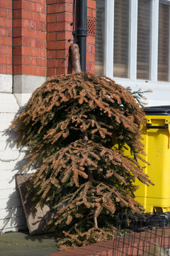 discarded Christmas tree left outside building upside down leaning against wall next to yellow dumpster