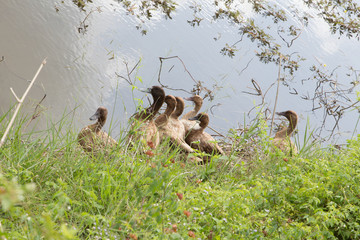 The flock of ducks is living on edge of canal or the river.