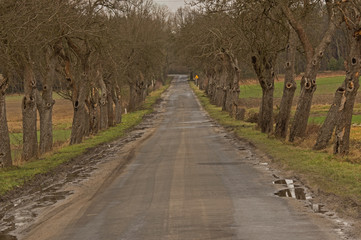 Obraz premium Wąska, wiejska droga.