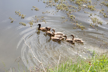 The flock of ducks is living on edge of canal or the river.