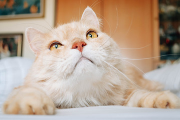 Obraz premium Cat is looking something
