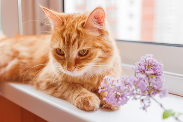 Cute ginger cat lies on window sill near a bouquet of lilac flowers. Cozy spring morning at home.