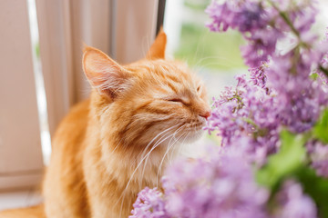 Naklejka premium Ładny kot imbir pachnący bukiet kwiatów bzu. Puszyste zwierzę marszczy brwi z przyjemnością. Przytulny wiosenny poranek w domu.