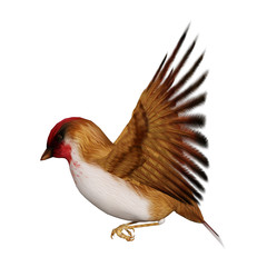 3D Rendering Scarlet Finch on White