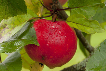 Red apples growing on tree after rain on green leaves background.