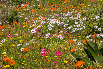 Field of cheerful wildflowers