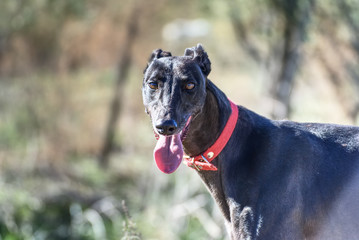 Greyhounds dogs happily playing outdoor in summer