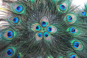 Obraz premium Colorful peacock feathers