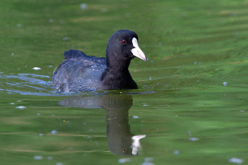 Blässhuhn auf einem See