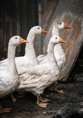 Latvian geese