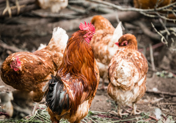A cock with two chickens.  Latvia
