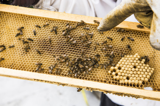 Urban Beekeeper inspecting a hive.