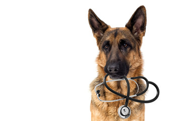dog veterinarian and stethoscope