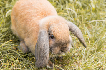 Zwergkanninchen