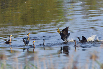 Kormorane bei der Jagd