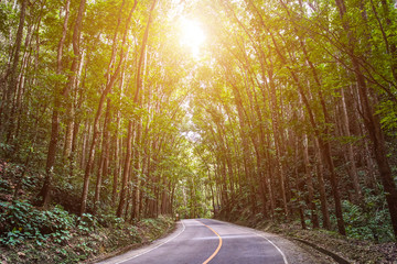 Obraz premium Beautiful scenic road through the forest