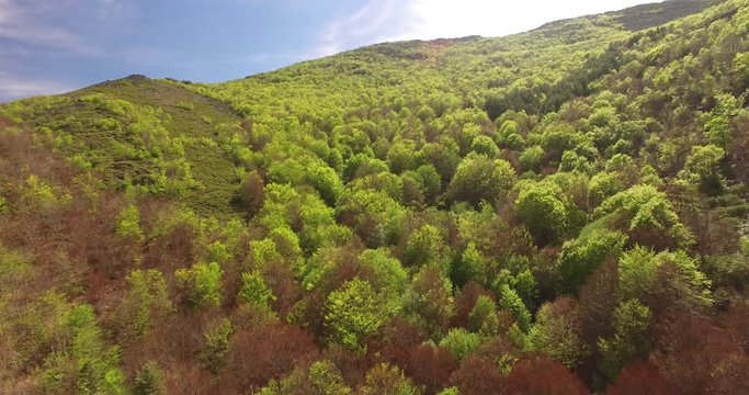 Aerial View Of Hayedo de Tejera Negra 1