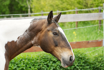 Naklejka na ściany i meble Friendly criollo horse on a paddok in summer