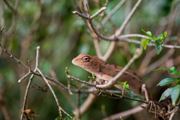 closeup of chameleon lizard in nature.