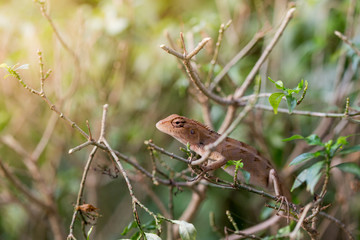 closeup of chameleon lizard in nature.