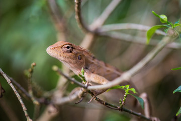 closeup of chameleon lizard in nature.