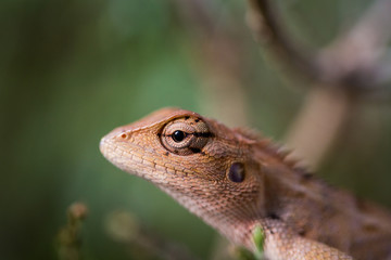 closeup of chameleon lizard in nature.