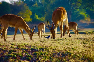 Deer in Zambia
