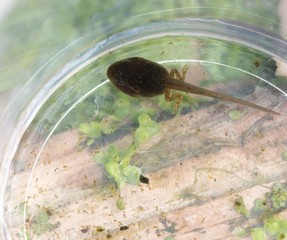 Kaulquappe des Grasfrosches (Rana temporaria) in einem Becherglas, Hinterbeine und sichtbarer Ruderschwanz,Niedersachsen, Deutschland, Europa 