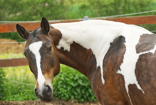 Friendly criollo horse on a paddok in summer