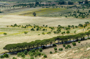 Fototapeta na wymiar Zypressen im Tal der Tempel von Agrigento