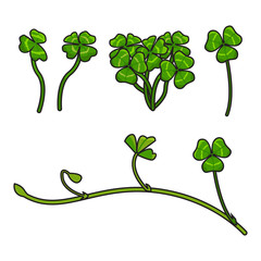 Trifolium. Clover leaves. Four-leaf clover. Vector illustration isolated on white background.