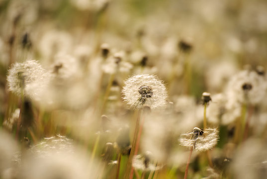 Dandelions on a field in summer 