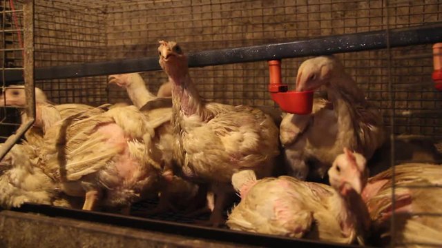 Forty-day broiler chickens at the poultry farm