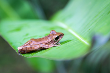 Frog, Common Bush Frog, Rhocoprus Leucomystax on green leaf.