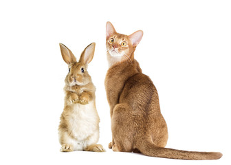 cat and rabbit together on a white background © Happy monkey