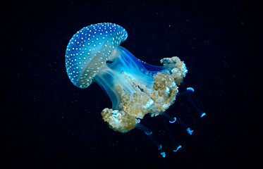 Obraz premium Przezroczyste niebieskie meduzy w wodzie