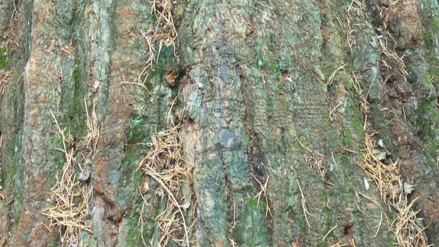 Vertical Pan Shot of the Trunk of Britain's widest conifer tree, giant redwood, in Cluny House Gardens, Scotland