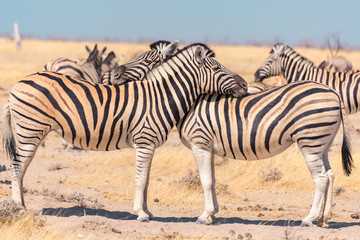 Fototapeta na wymiar Zebras necking