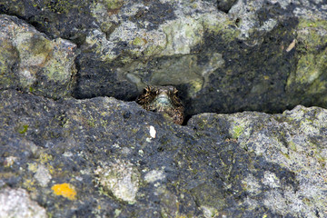 Lizard on guard in the cliff