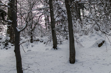 Zimowy bieszczadzki las 