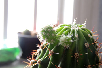 indoor flowers