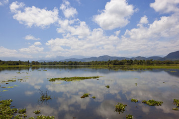 sri lankan mirror lake with lotus